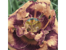 �������� ��������� ������.png