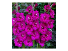 ��������� ����� 96�.jpg