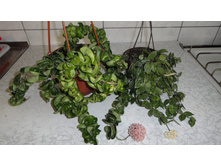 ������ �������� � ������ ...