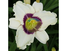 �������� ���� �������.png