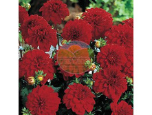 �������� ������� ��������� �������.jpg