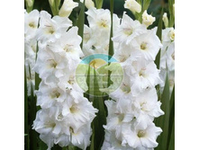 ��������� ��������� 12.jpg