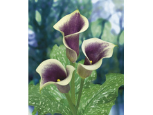 ����� ������ 244,8� 3��.jpg