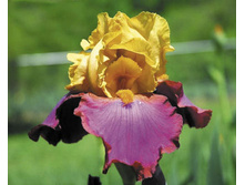 ���� ���� ������ 130,8�