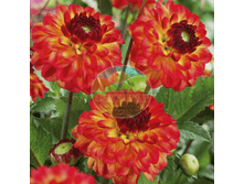 �������� �����.png