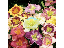 �������� ����� 3 ��.png