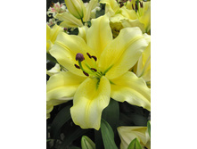 ����� ������ 270� 5��.jpg