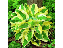 ����� ���� ���.png