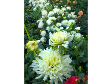 �������� ��� ��� 84�