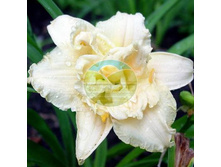 �������� ������� �����.jpg