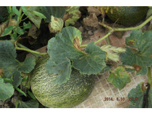 ��� 2014 057.jpg
