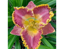 �������� �������������.png