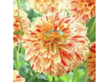 �������� �������� ���.png