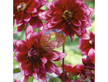 �������� ��������.jpg