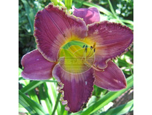 �������� ������� ������.jpg