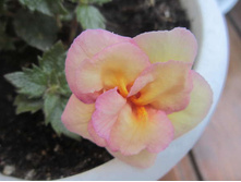 .�������� Sun Dance.(2012)