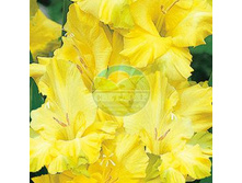 ��������� �������� 12.jpg