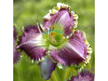 �������� ����������.jpg