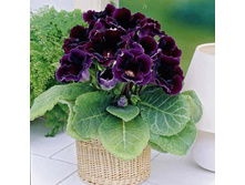 ��������� �������� 3�� 176,4�.jpg