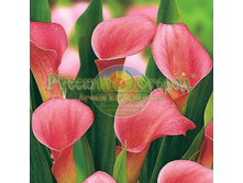 ����� ������� 14.jpg