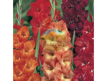 ��������� ������ ������ 12.jpg