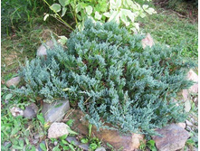 ���. �����. ��� ��� +