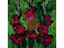 ��������� ���� ���� 14.jpg