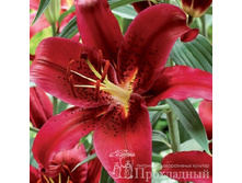 ����� ��������� 150�