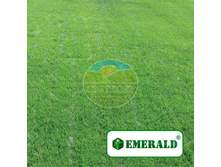 ����� Windsor ������ ������� �������� (30 ��.jpg