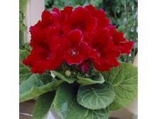 ��������� ������� (��������� �������) 3�� 198�.jpg