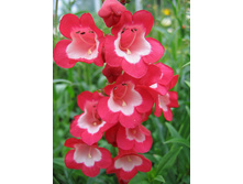 ��������� ������� 7,50 ���. �������� 4 ��..jpg