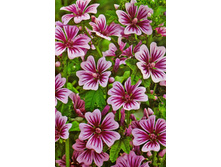 ������ ������� ������� ����� 8 ���. �������� 1 ��..jpg