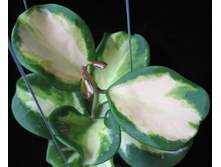 ���� ������� ���������