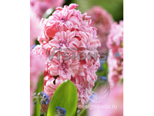 ������� ��������.jpg