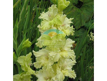 ��������� �������� ������ 12.jpg