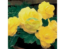 ������� ������.jpg