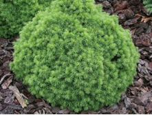 ��� ���������� �������� ����+