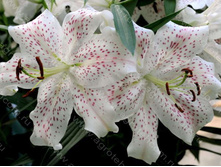 ����� ������������� 5�� 258�.jpg