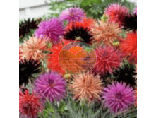 �������� ����� ���������� ���������.png