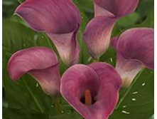 ����� ������� ��������� 288� 3��.jpg