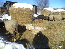 ���� ��������