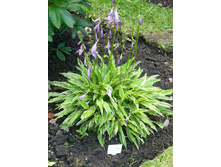 ����� ���������� ��������