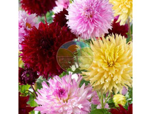 �������� ����� �����.jpg