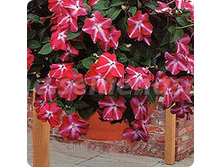 ��������� ��������� ������� � ������ �� ���� ��. 38 ���. �������� 5 ��..jpeg