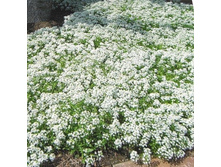 ������� ������� �����. 9 ���. �������� 1 ��..jpg