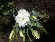 ������� � �������� ����� ���� 2014