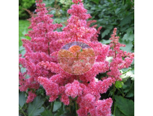 �������� ���� (��������) 1 ��.jpg