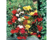 ������� ������ �����.jpg