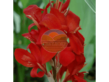 ����� ���������.png