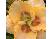 �������� ���� ����.jpg